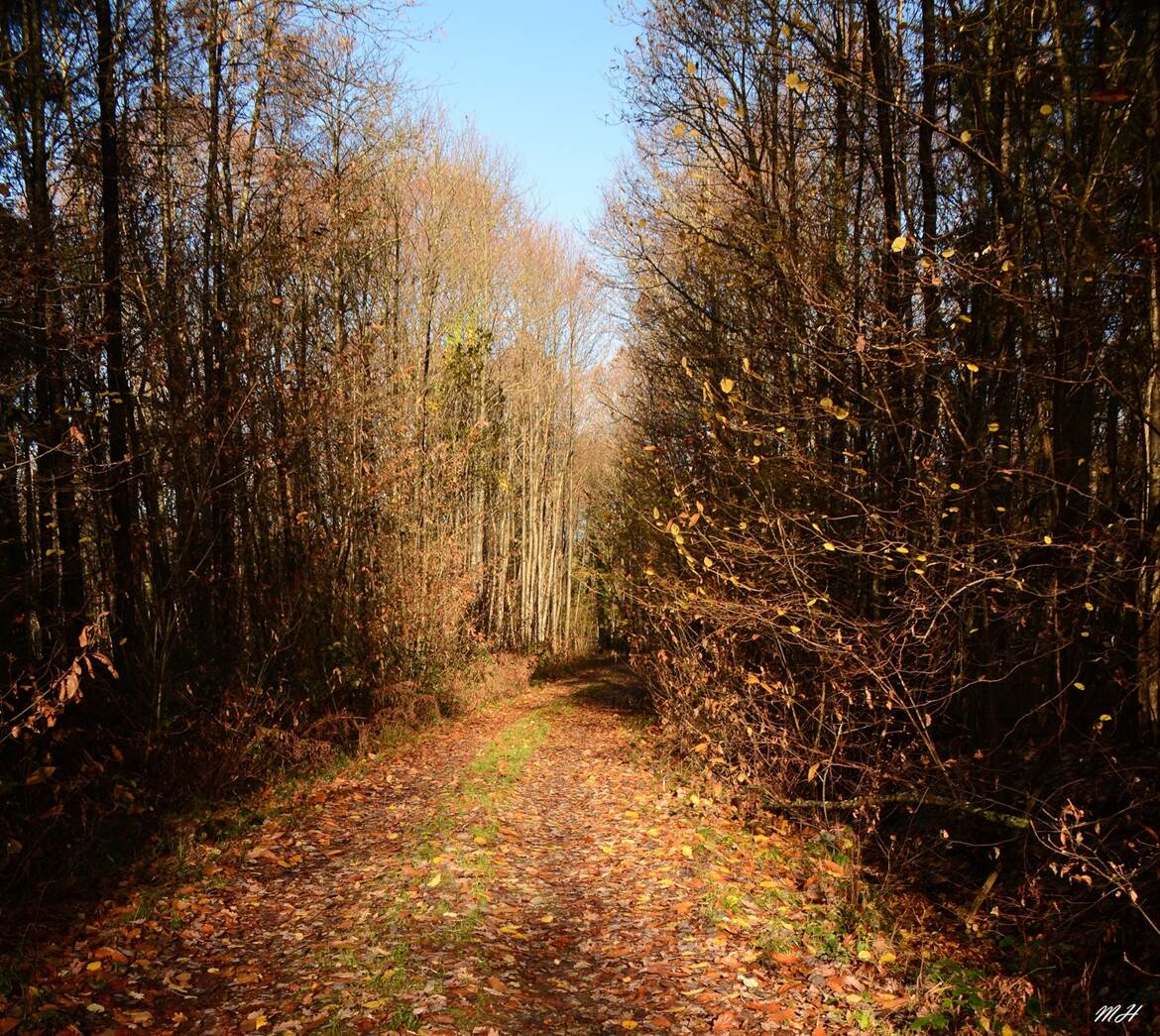 Couleurs d'automne