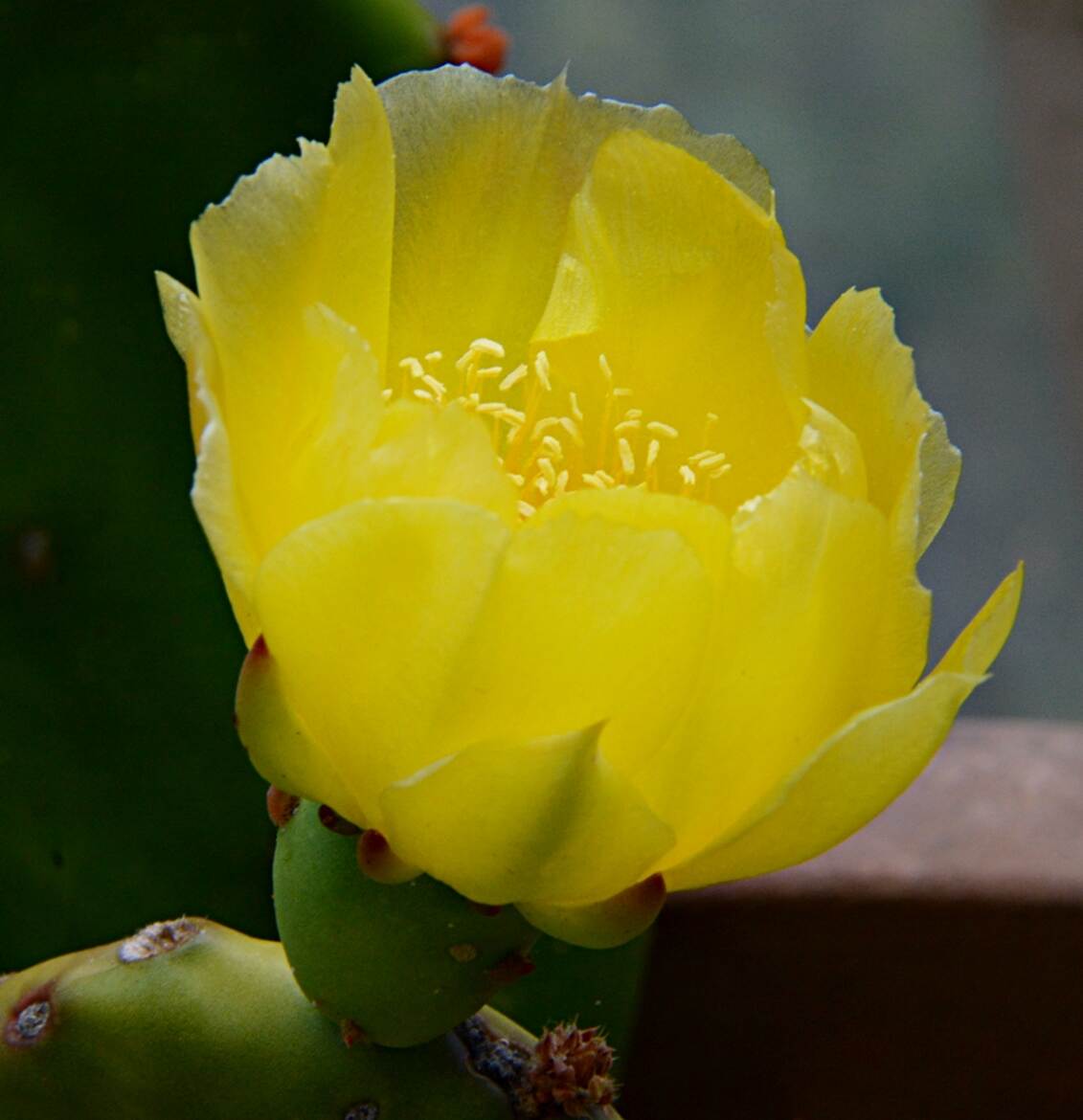 Fleur d'Opuntia