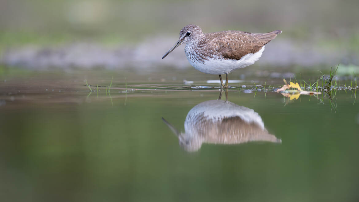 La feuille de chêne et le Chevalier