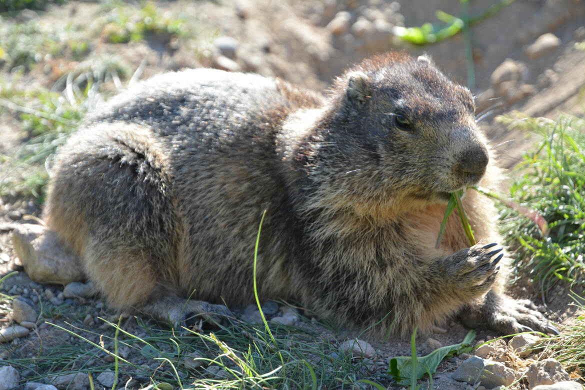 Marmotte affamée