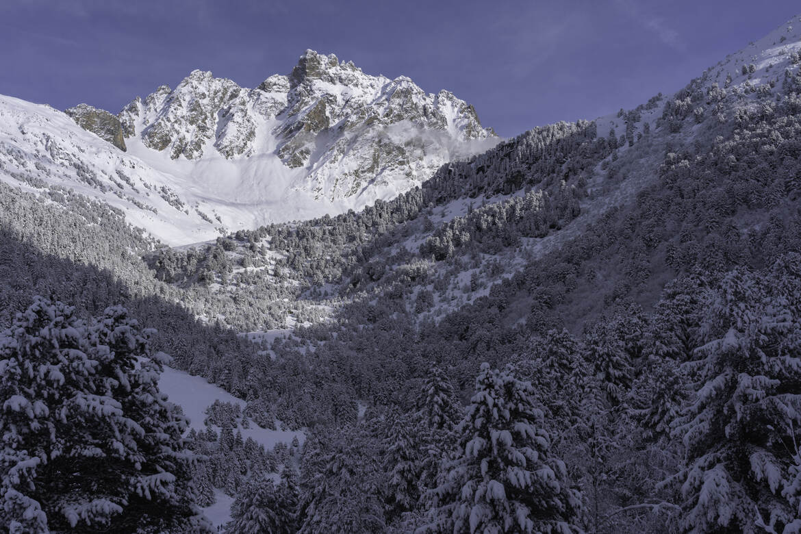 Aiguille du fruit...