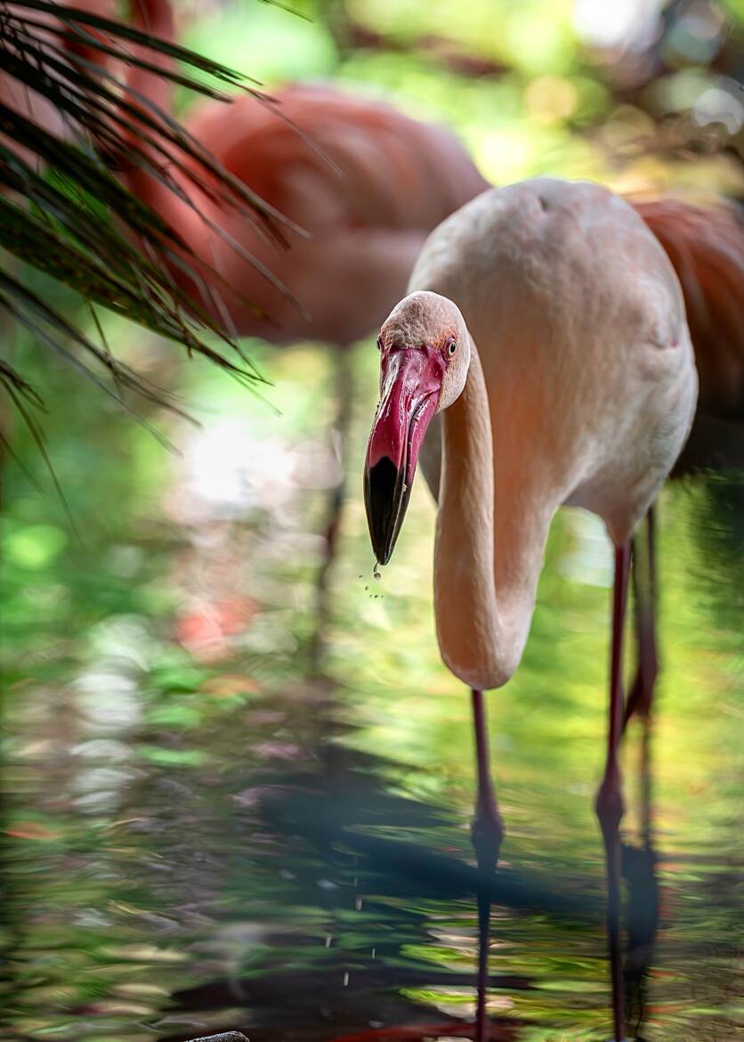 La goutte au nez