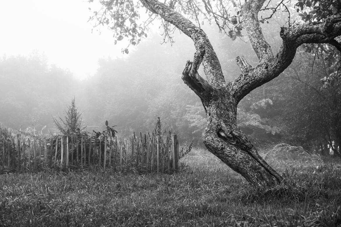 L’arbre et le voile