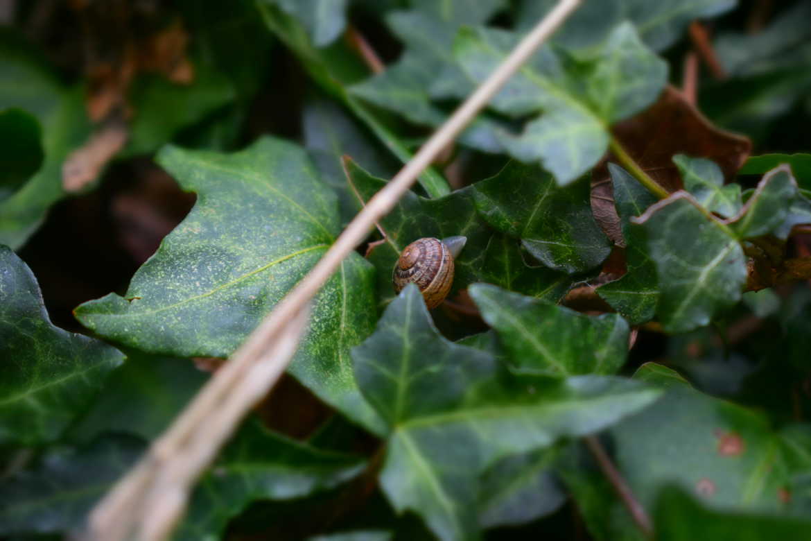 Escargot Miniature