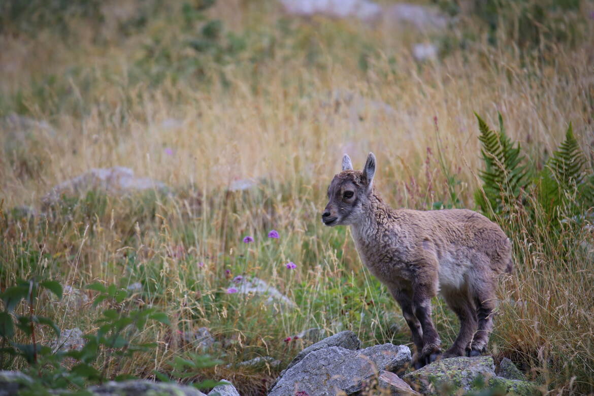 Curieux et courageux.