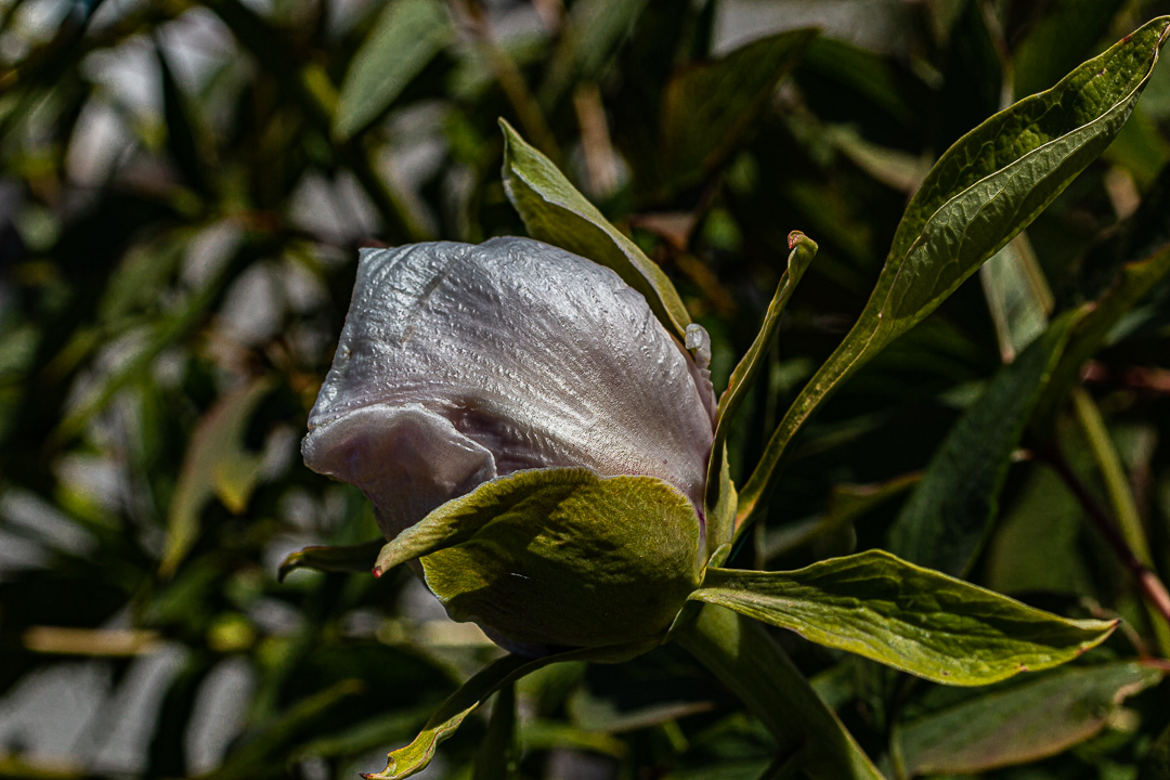 Pivoine nacrée