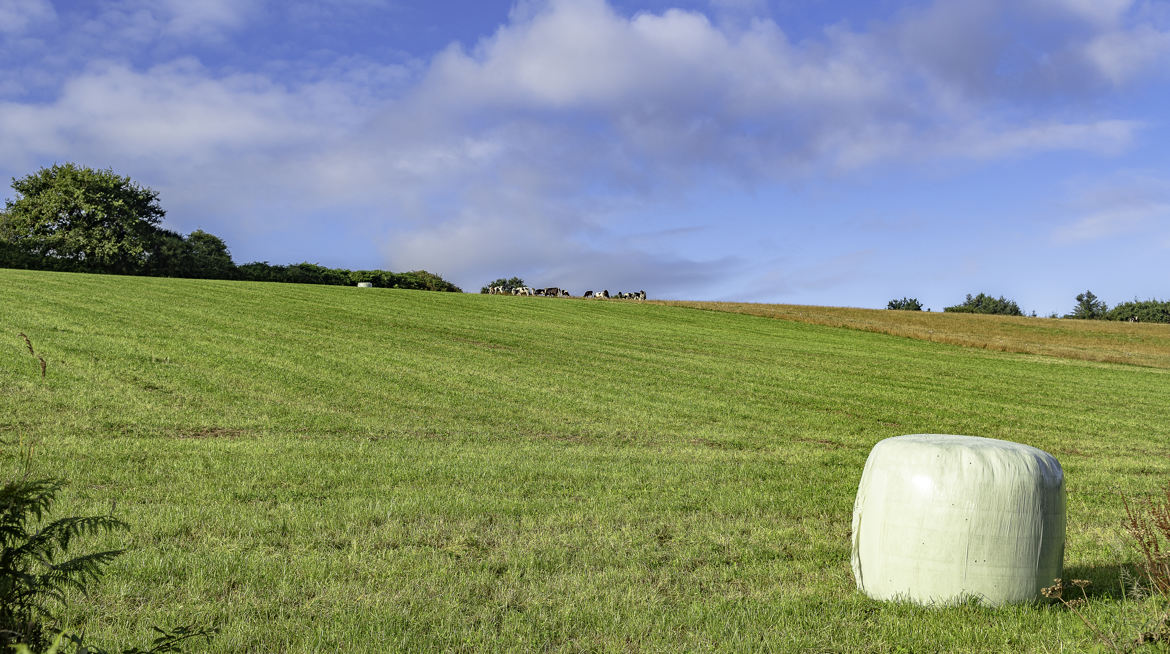 Vaches sur la colline