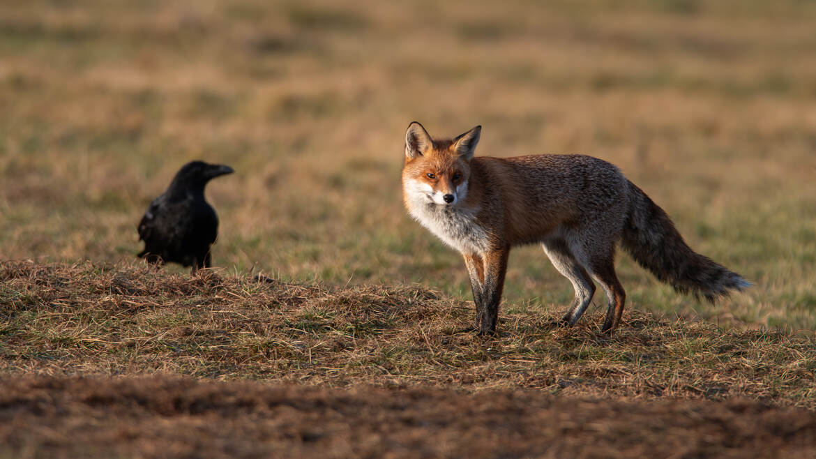 Le début d'une fable