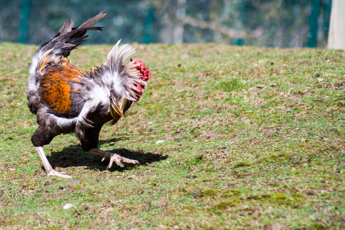 girouette récalcitrante