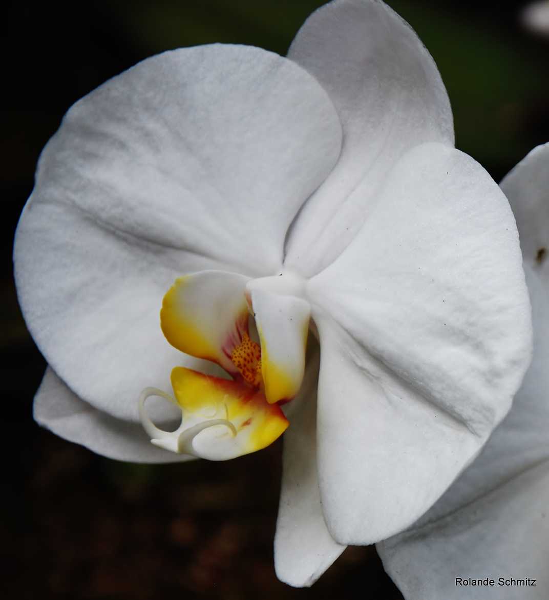 Orchidée de mon jardin