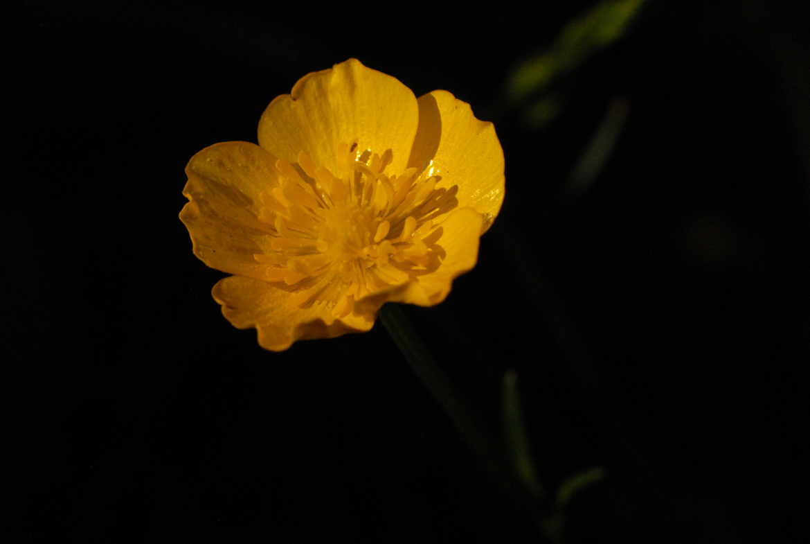 fleur sauva-jaune