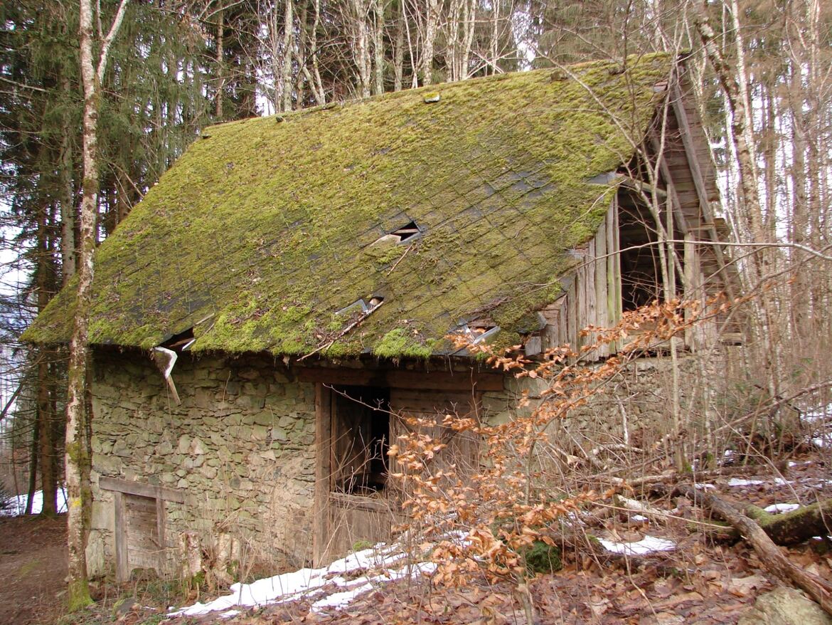 Oubliée dans les bois