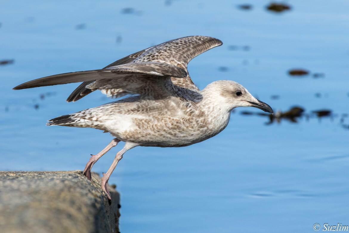l'envol d'un juvenile goeland