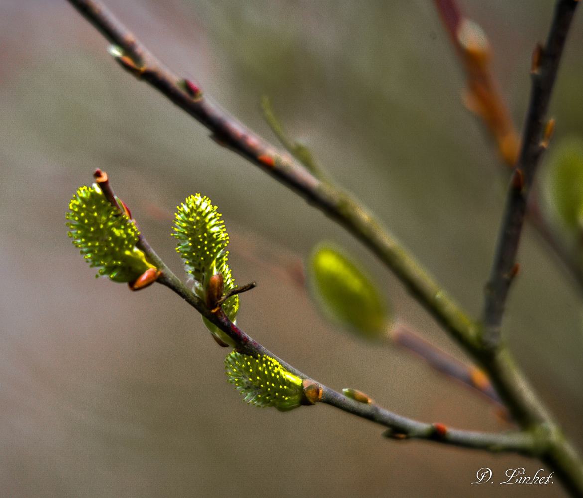 Jolis bourgeons 2