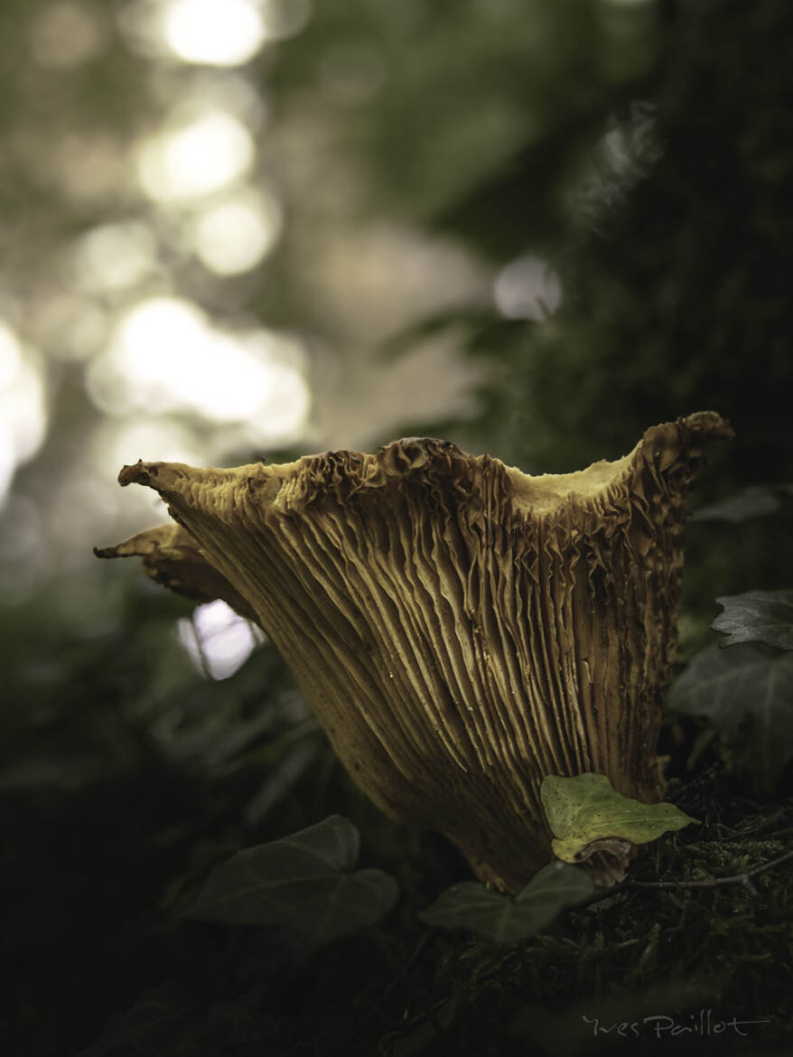 Chevelure d'une gouttière