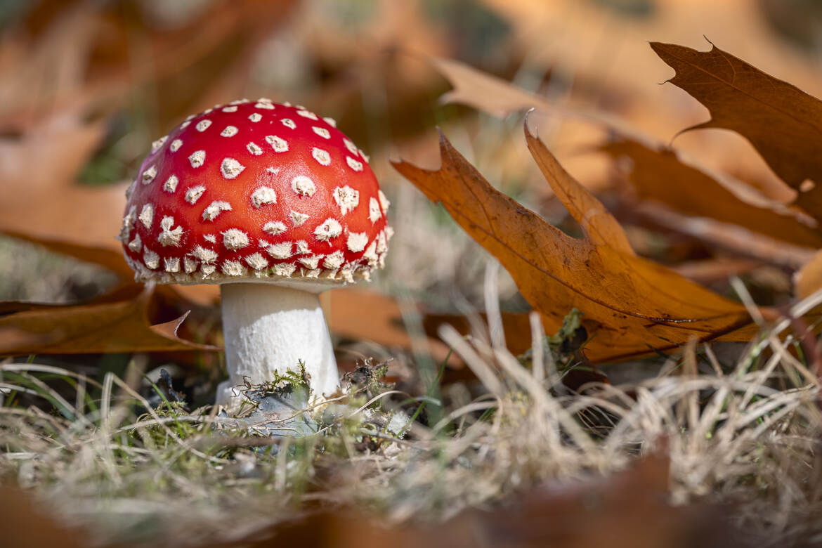 Secret d’automne