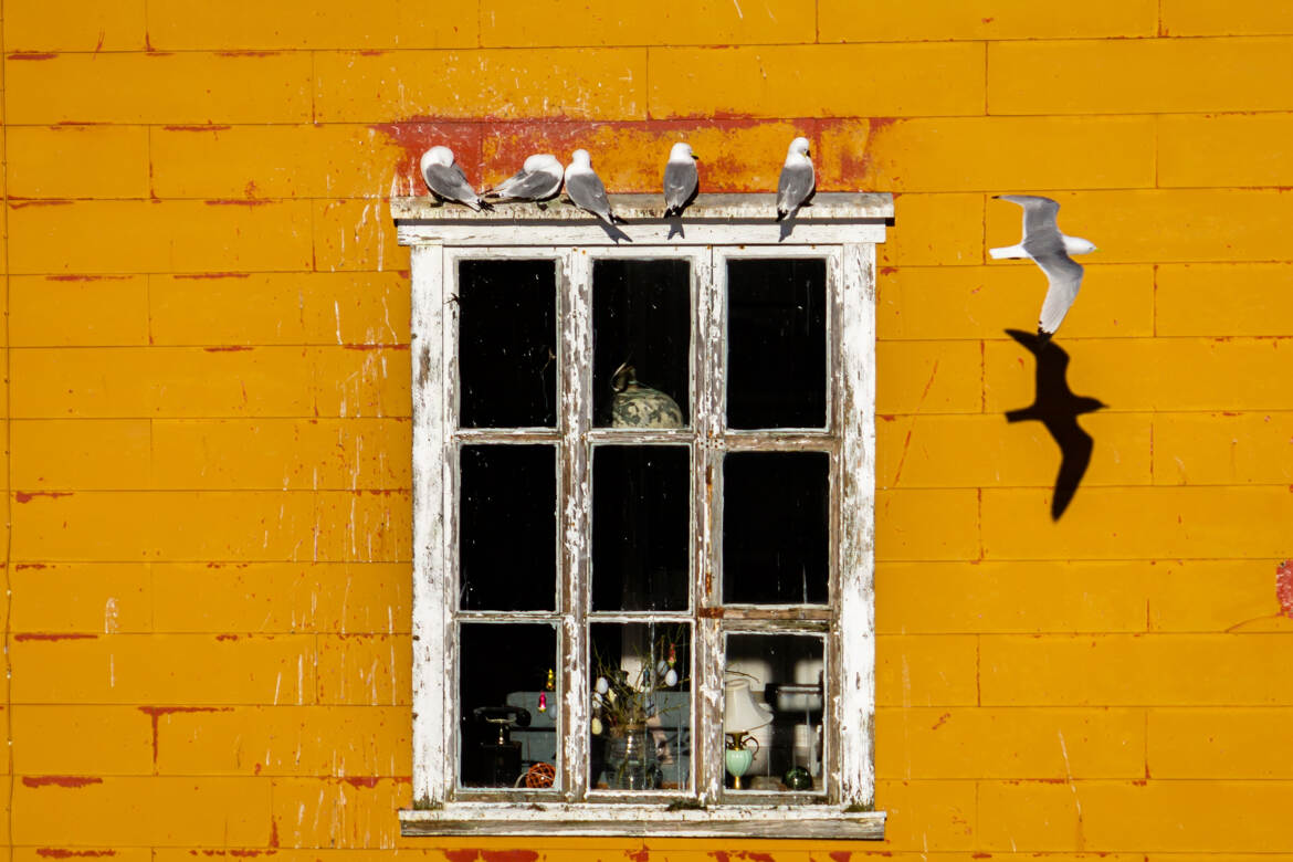 Seagul and window