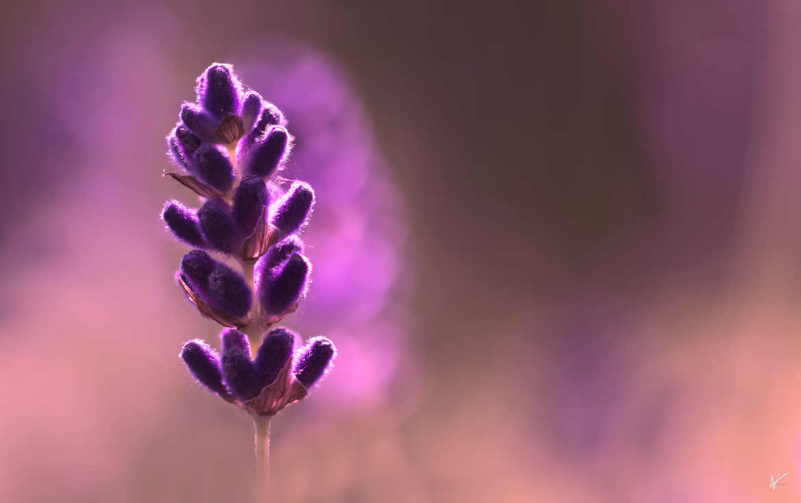 Lavender in close-up