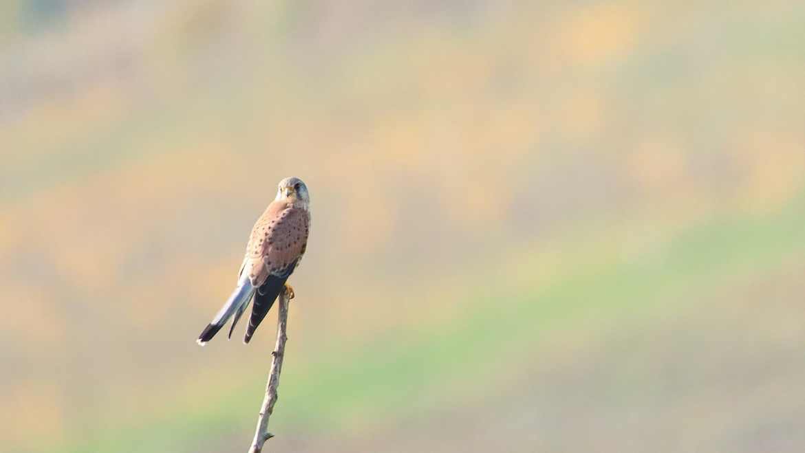 Faucon Crécerelle au repos