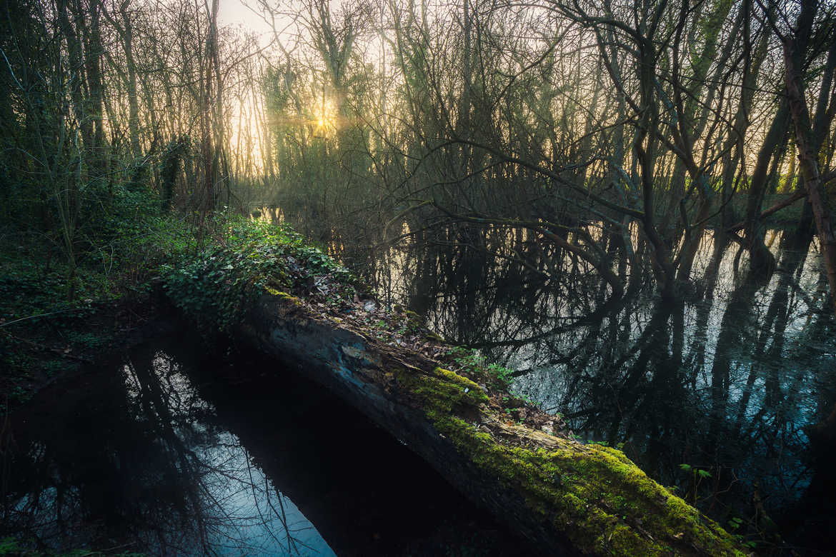 Au coeur du marais