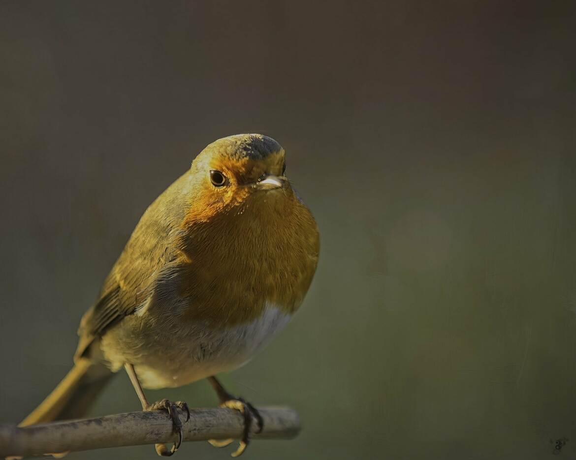 le petit oiseau des laboureurs.