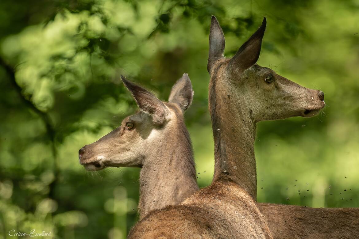 Les belles