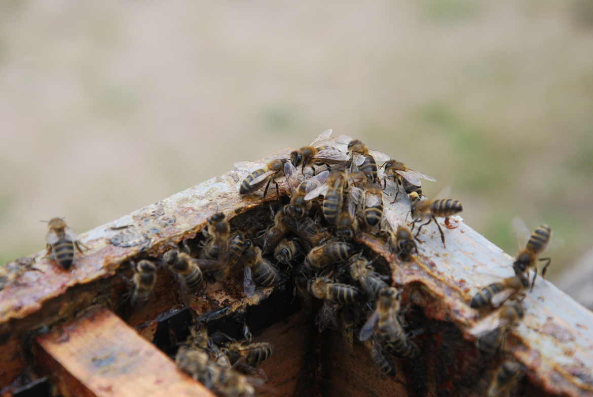 seulement quelques abeilles