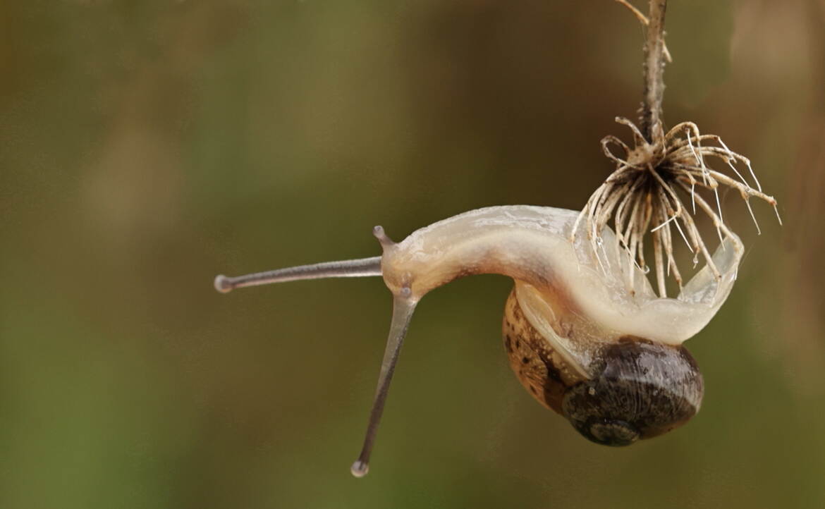 Gastéropode acrobate