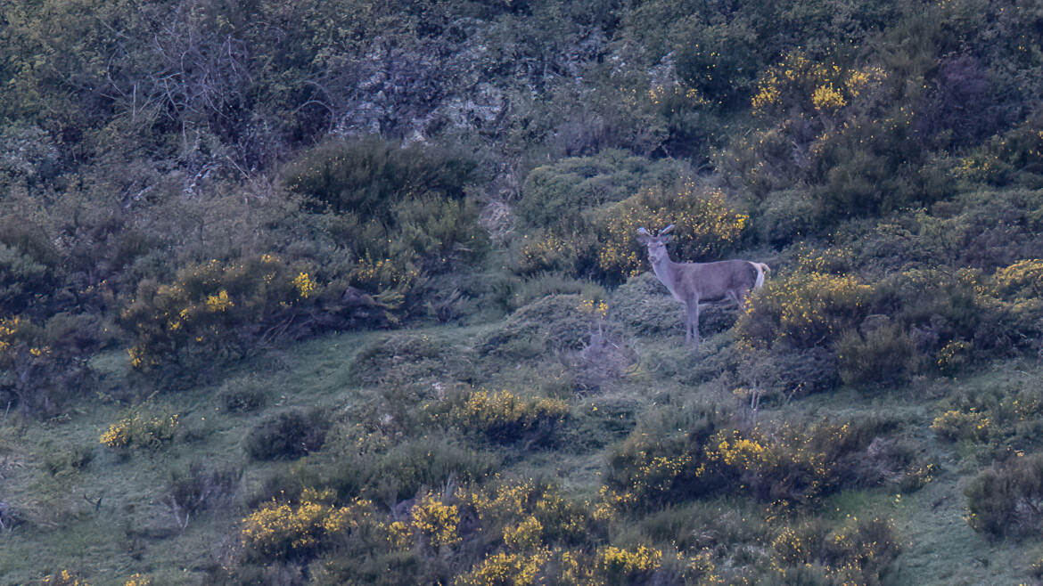 Cerf à Somiedo