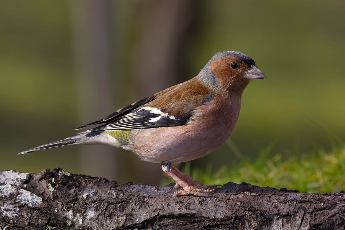 Tranquille, no stress