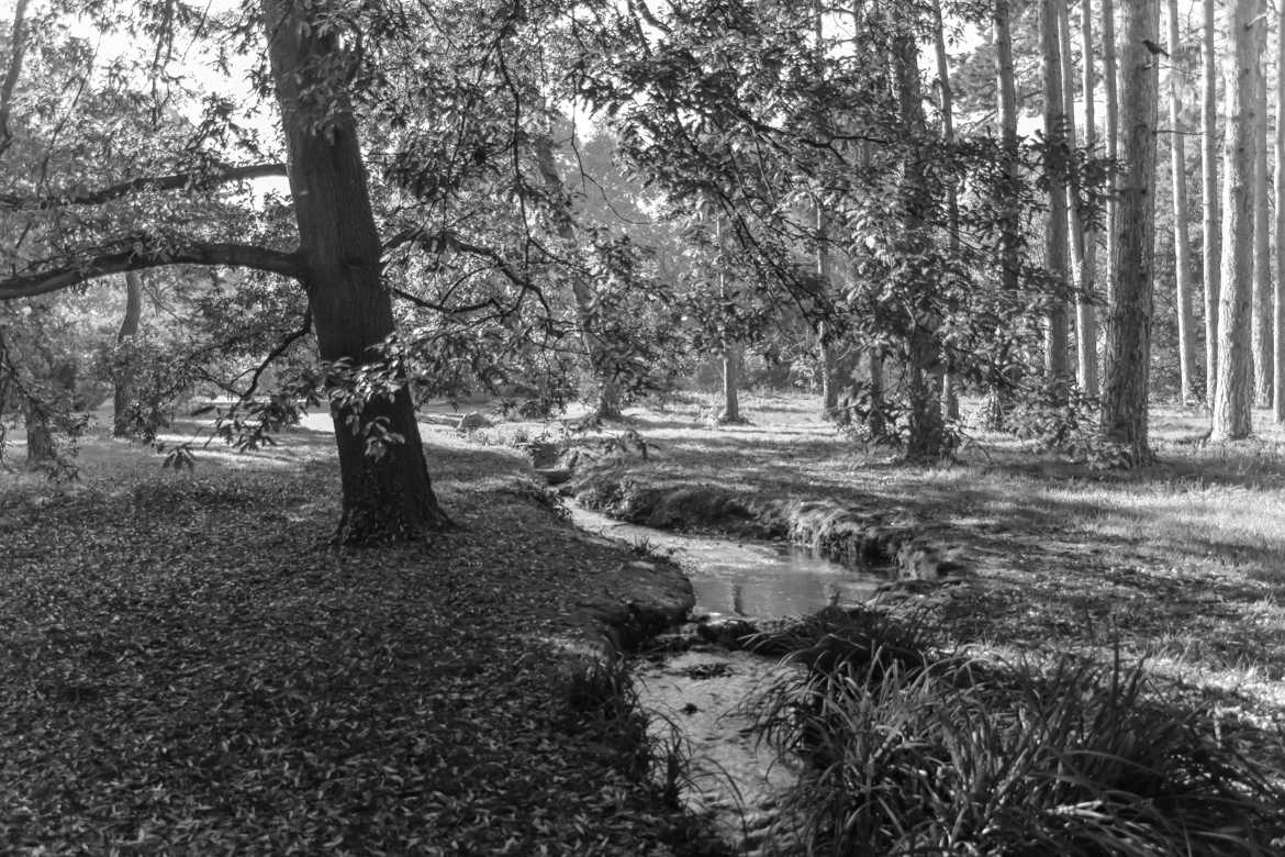 L'automne ne noir et blanc