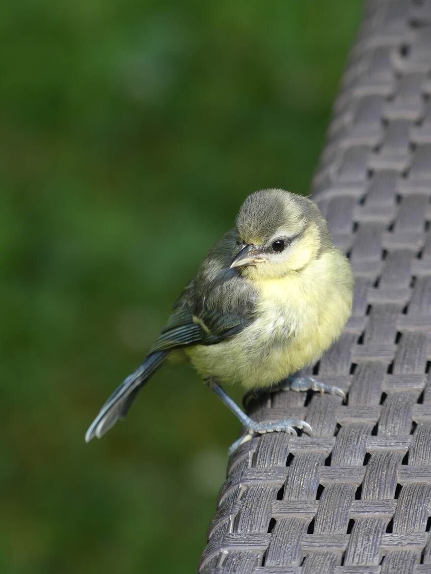 Bébé mésange bleue