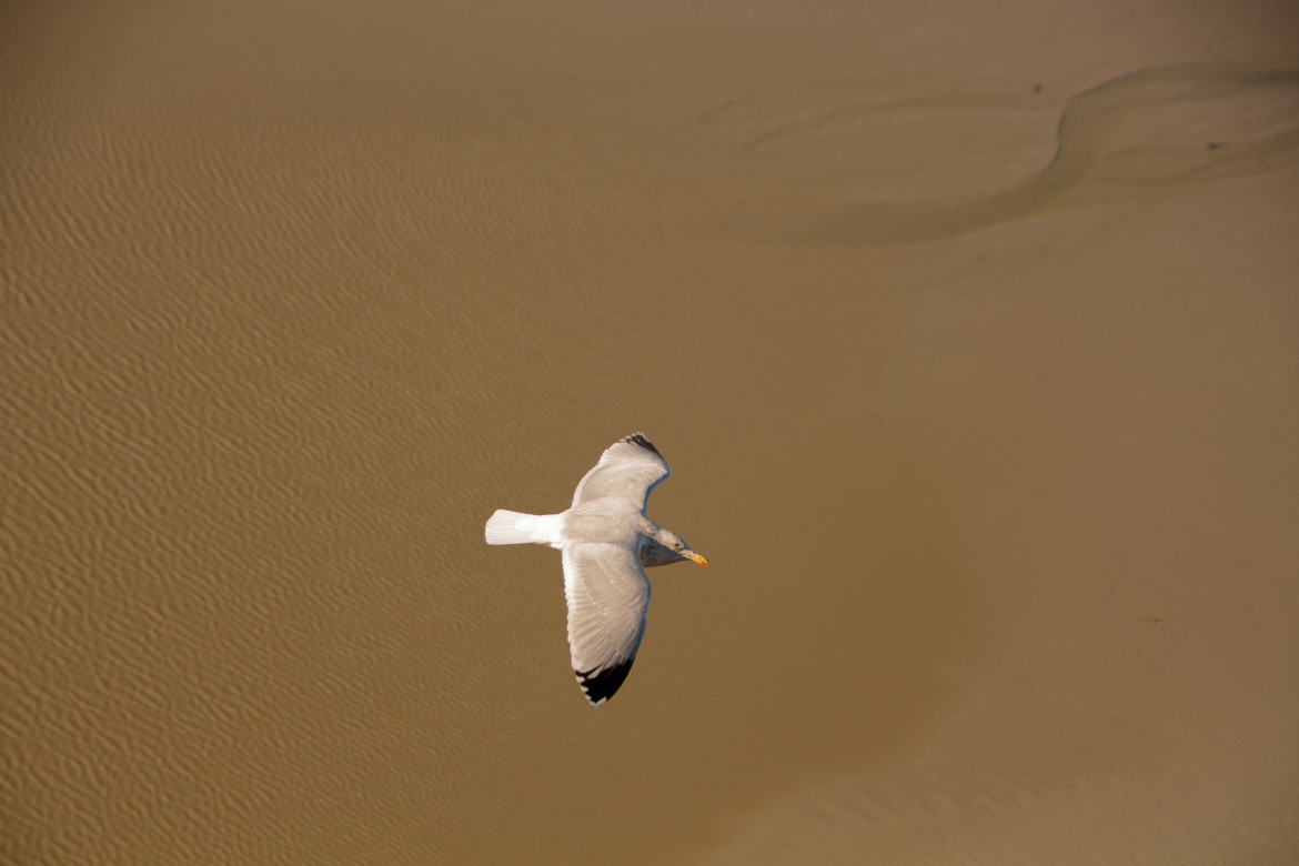 une mouette