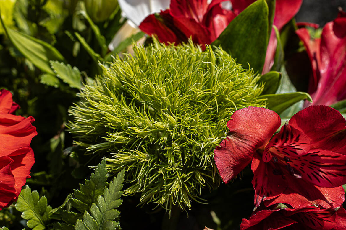 quelle est cette fleur pompon