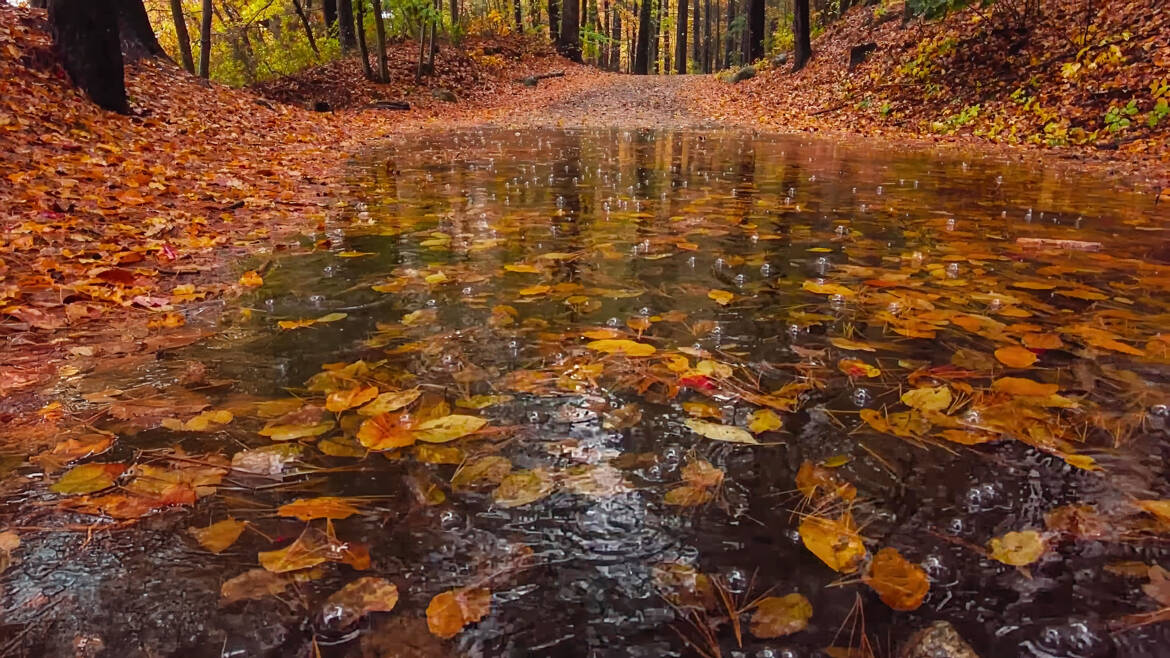 Pluie d'automne