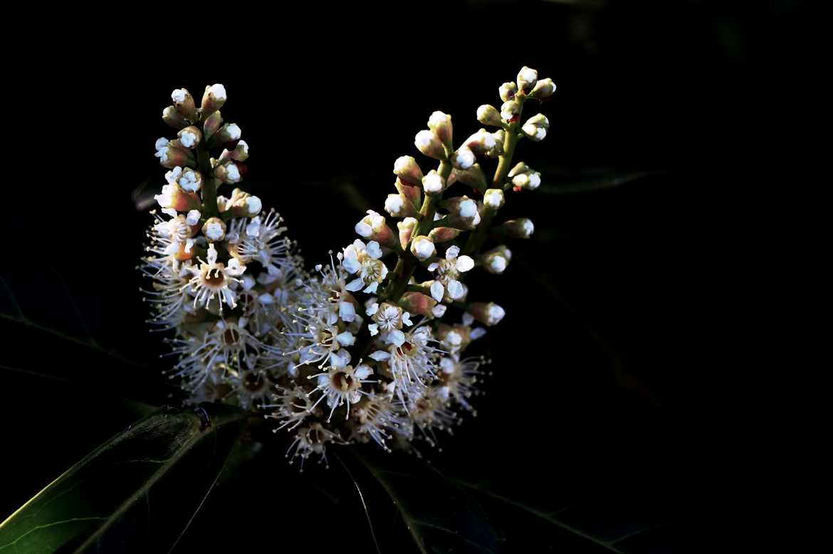 LAURIER EN FLEURS