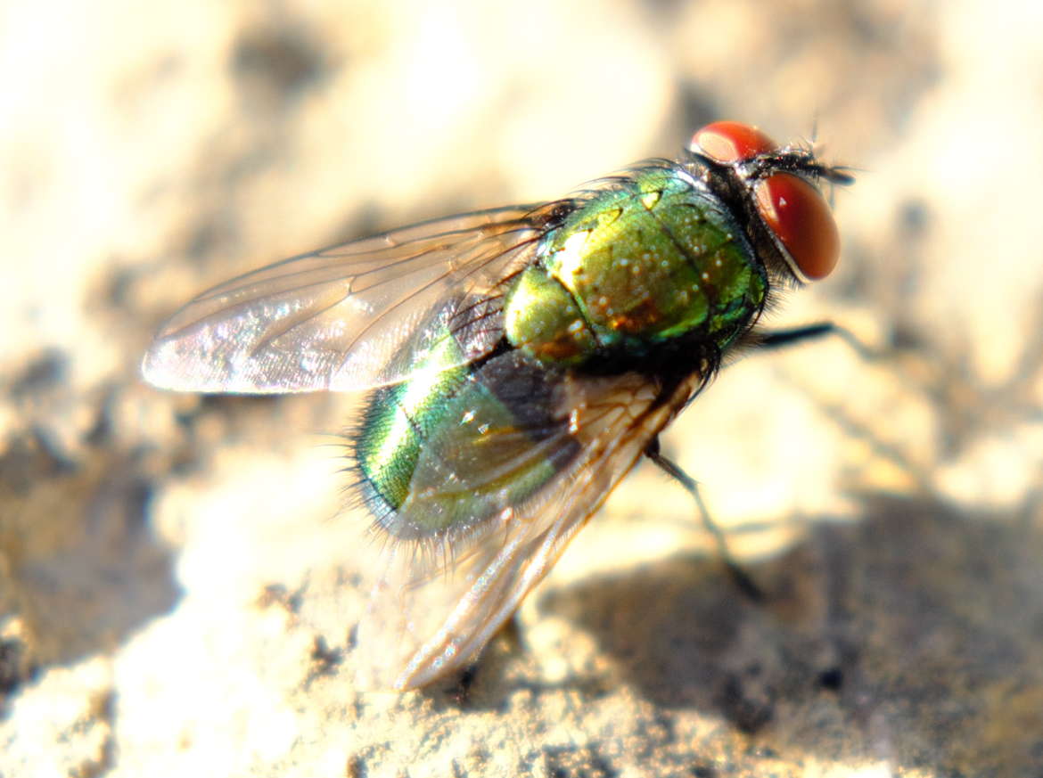 Mouche au soleil