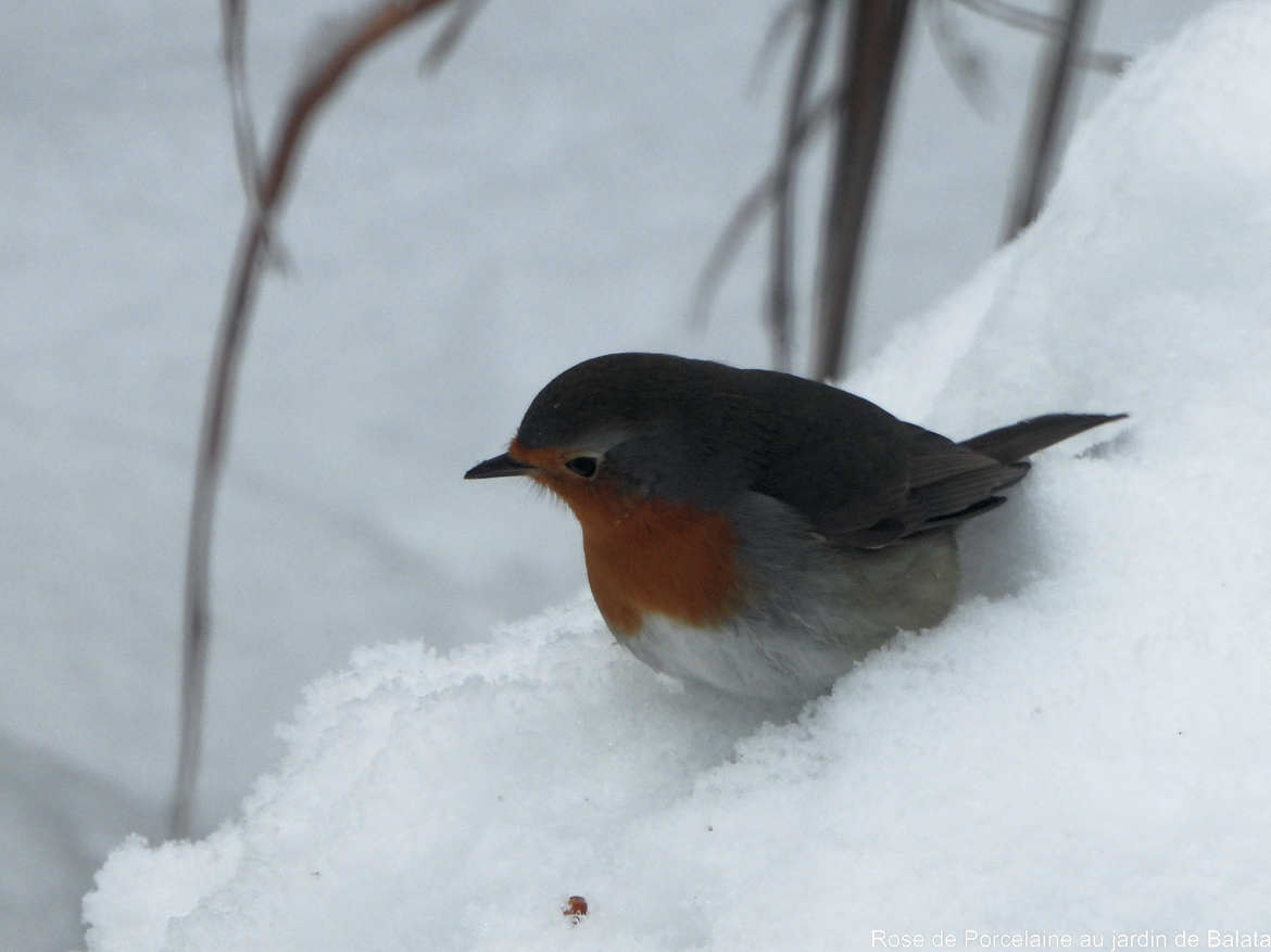 Rouge gorge dans la neige