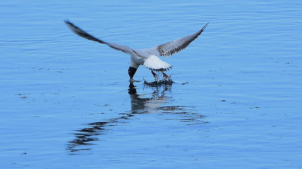 Pêche en eaux douces