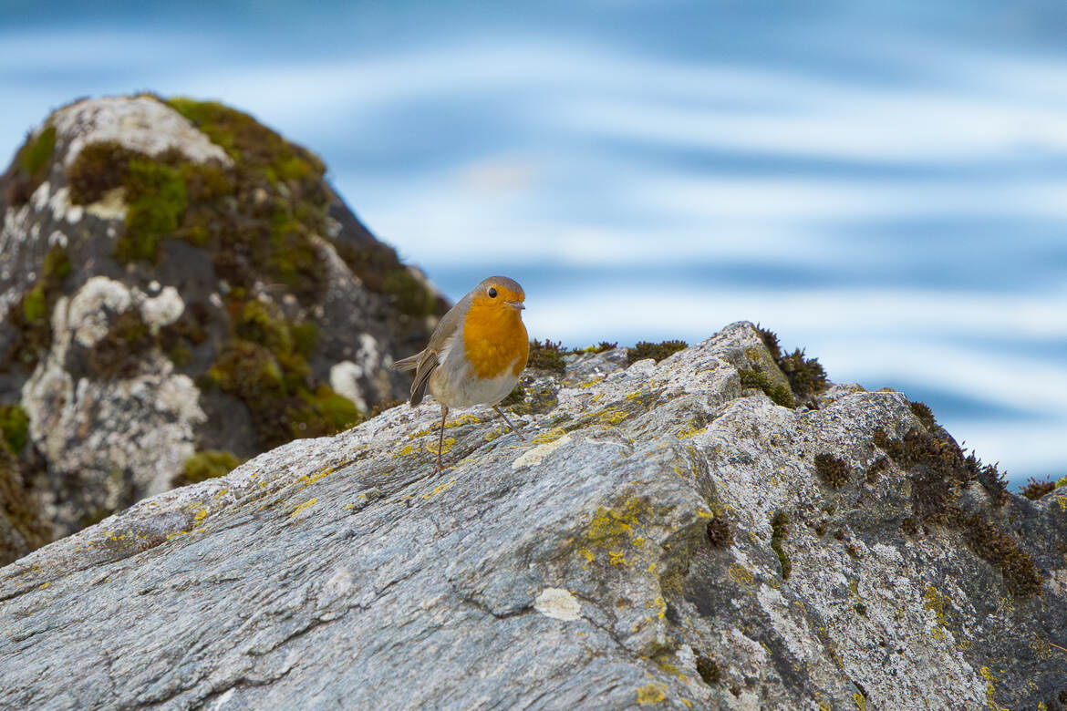 Tout fier sur son rocher !