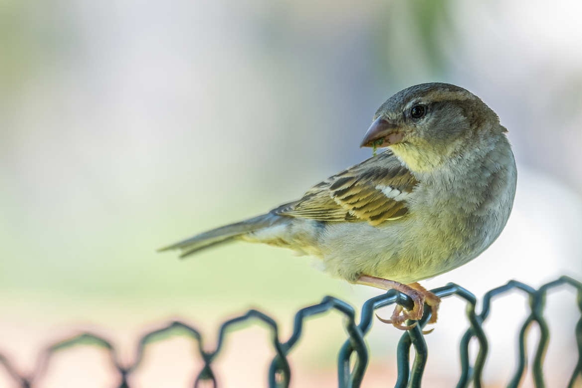 Oiseau jaune