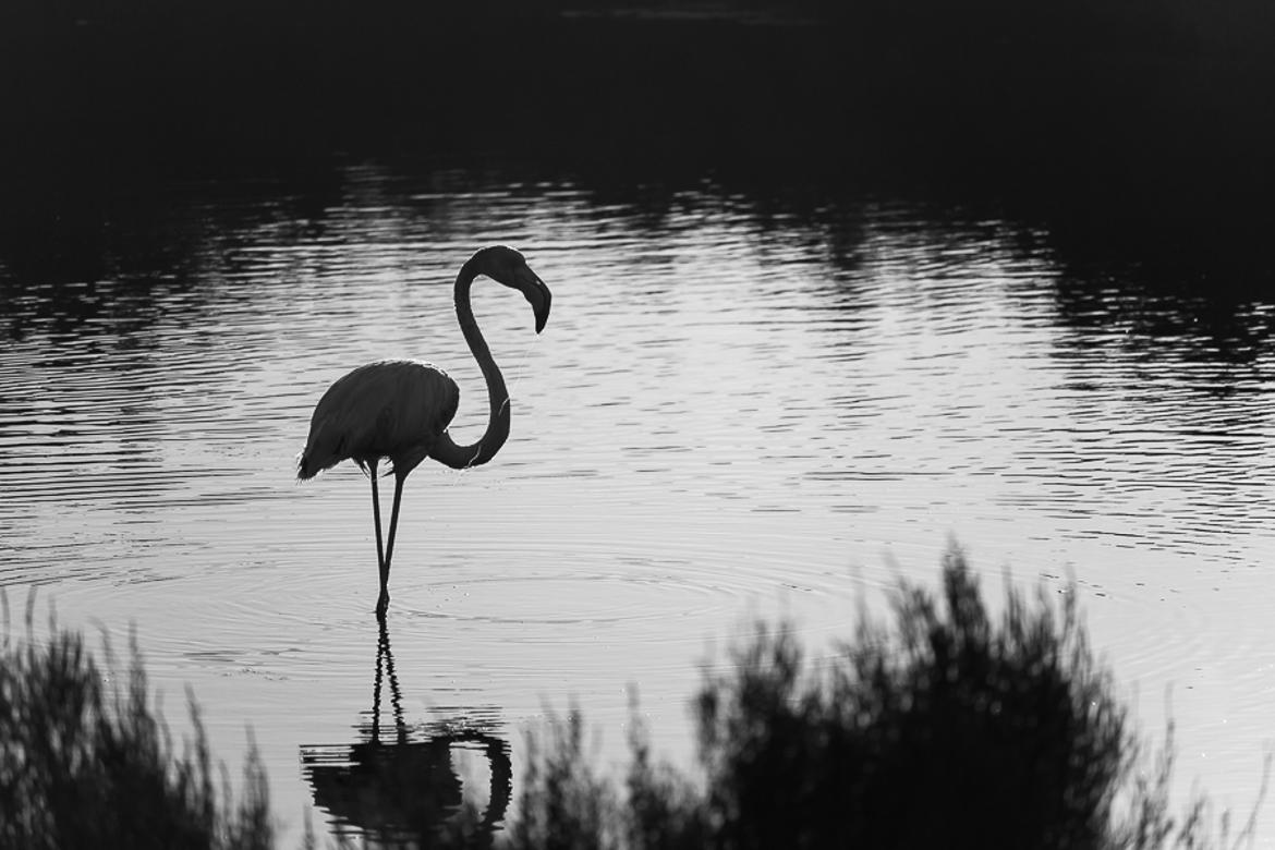 promenade en bord des salins(83)