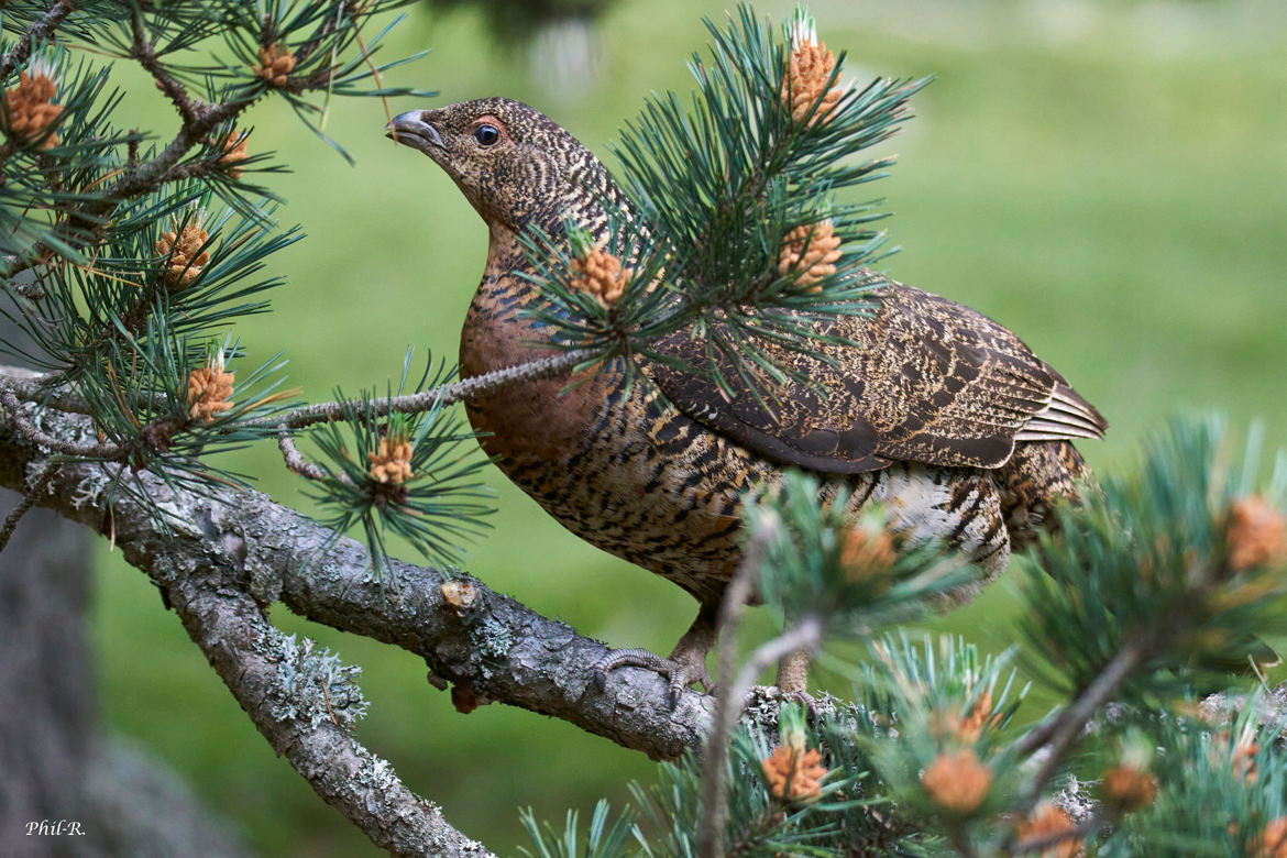 Poule de Bruyère