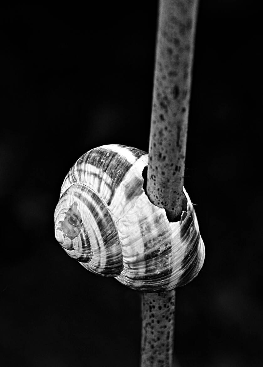 Coquille escargot empalée