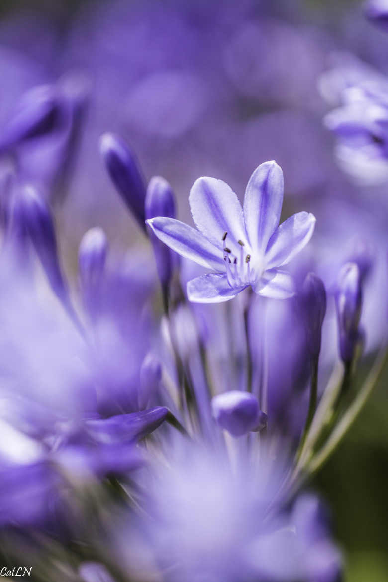 rien que du bleu