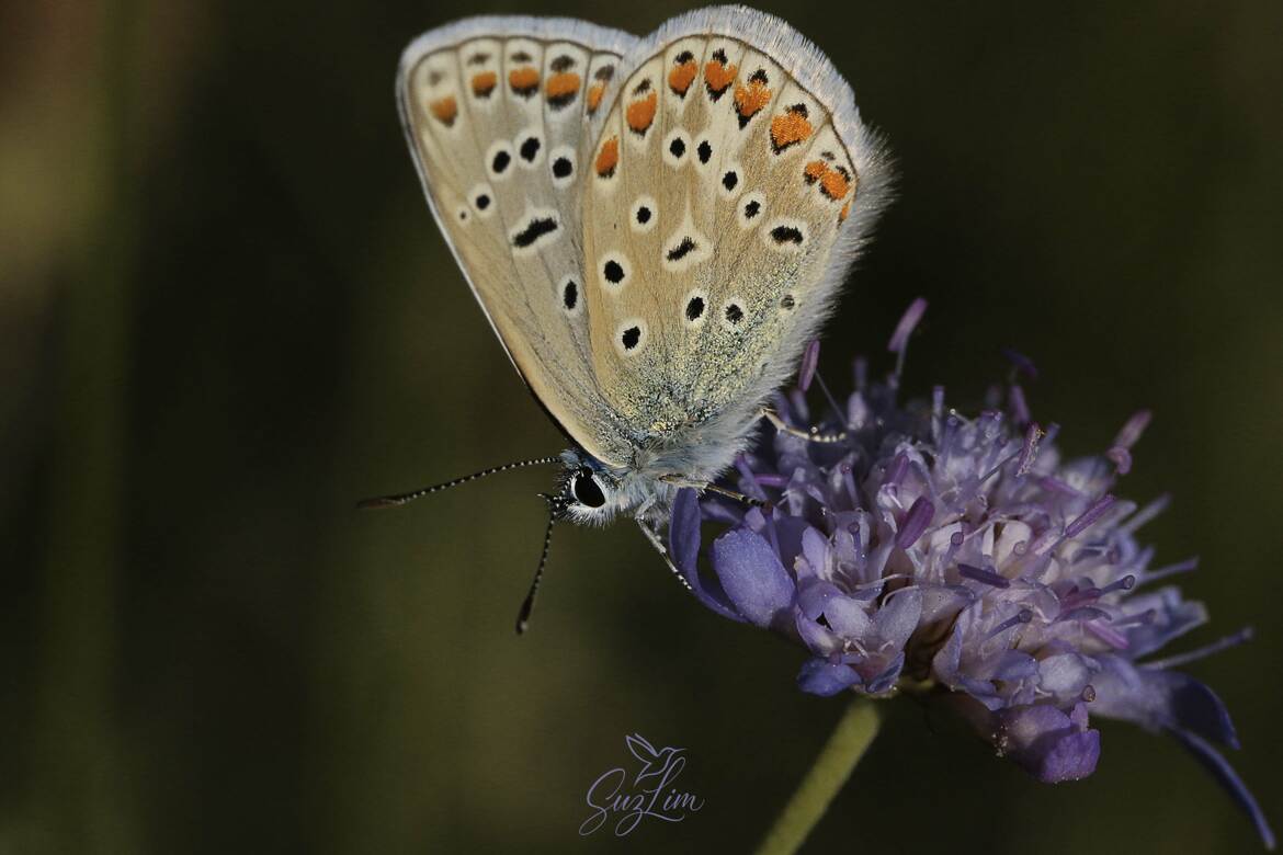 un petit azuré céleste