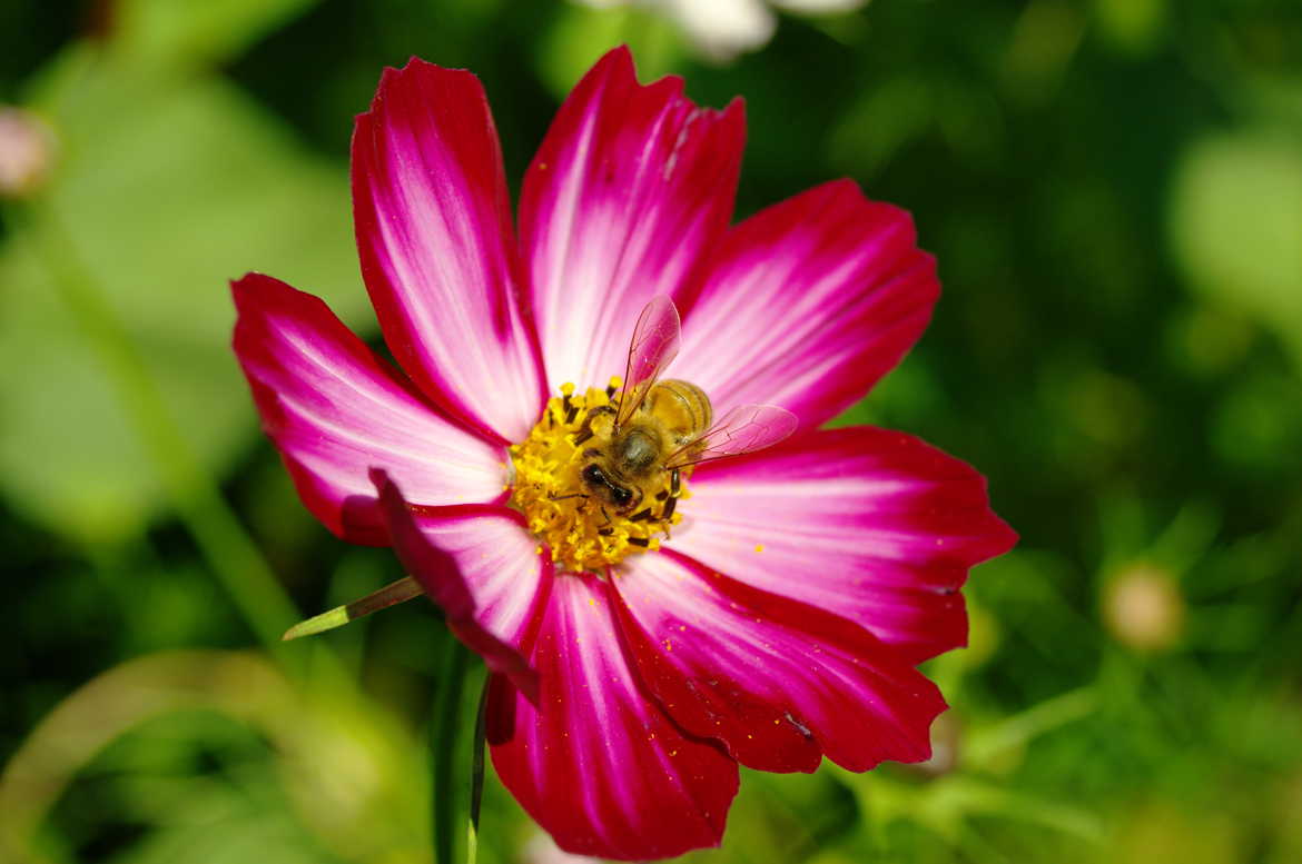 Abeille goinfre sur fleur