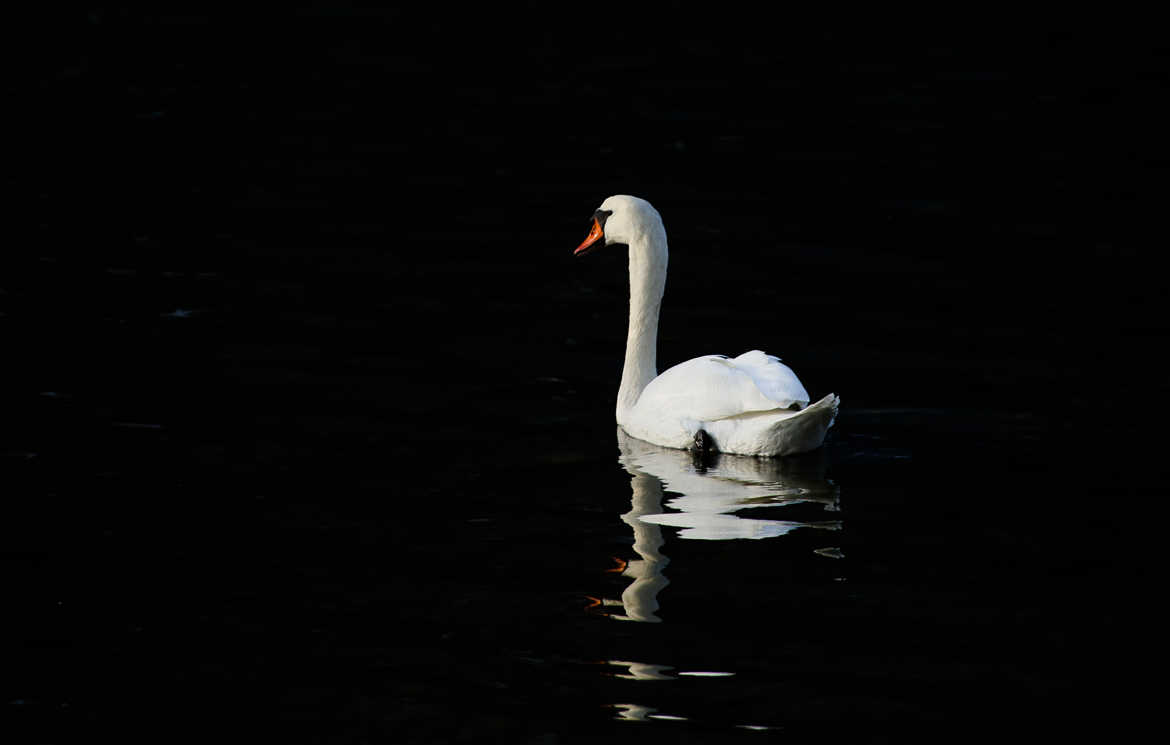 Le cygne