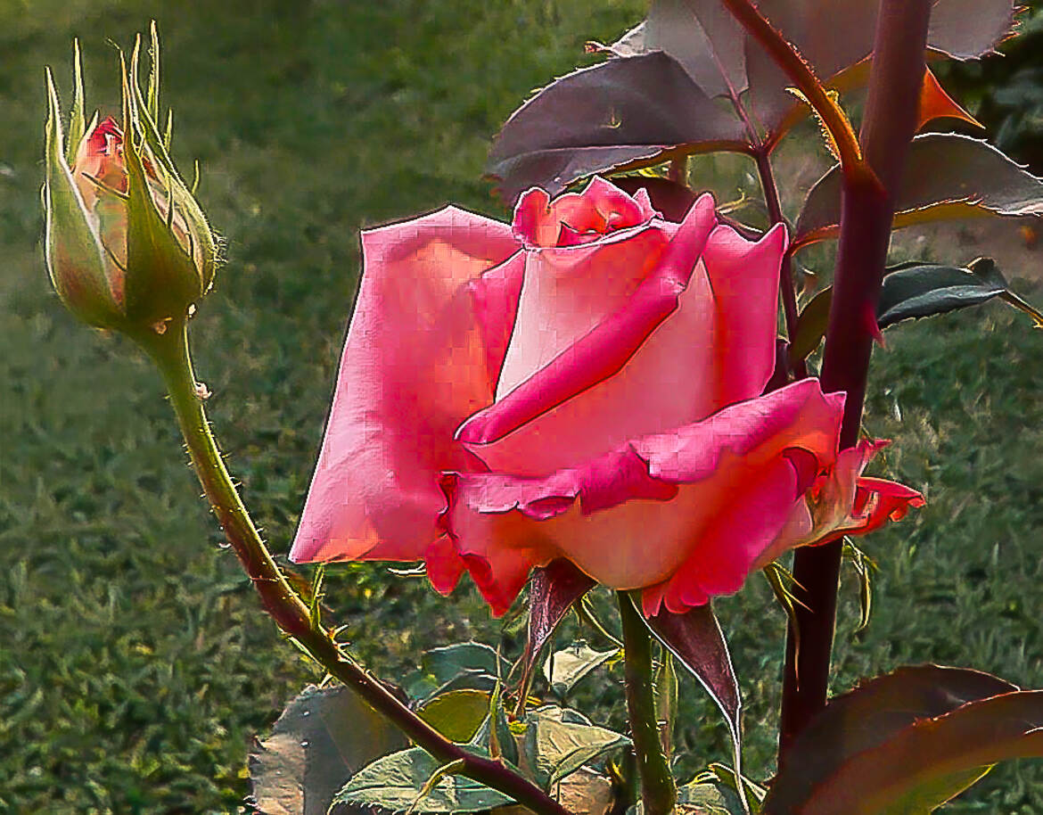 L'adulte et la Juvénile