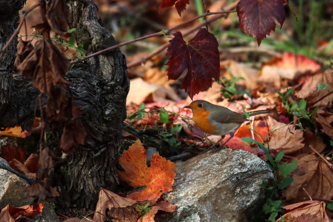 Rouge Gorge d'Automne